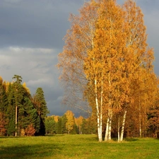 viewes, autumn, car in the meadow, trees, forest