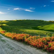 Mountains, trees, Italy, viewes, Tuscany, medows, Way, Flowers