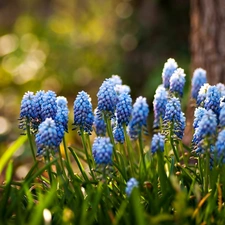 trees, Flowers, Muscari