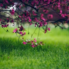 Park, Flourished, trees, grass