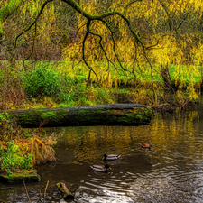 trees, inclined, HDR, branch pics, Spring, Pond - car, Park, ducks