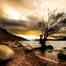 River, coast, trees, Stones