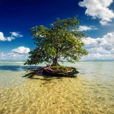 trees, clouds, sea