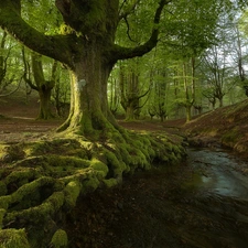 Basque Country, Spain, Gorbea National Park, forest, brook, stream, trees, viewes, mossy