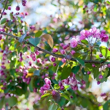 Spring, fruit, trees, flourishing