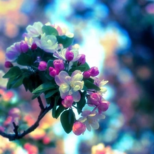 Spring, fruit, trees, Flowers