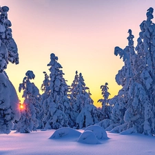 winter, snow, Spruces, Snowy, viewes, morning, Sunrise, trees