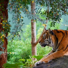 trees, tiger, Stone