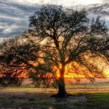 trees, west, sun