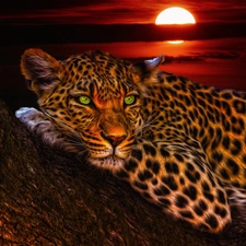 Great Sunsets, Leopards, trees
