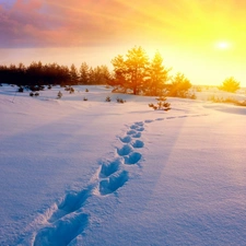 trees, rays, traces, snow, viewes, Great Sunsets