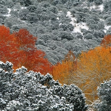 viewes, Two cars, trees