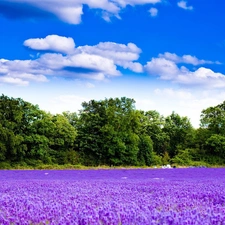 trees, viewes, Field, clouds, lavender