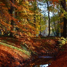 color, Park, trees, viewes, Leaf, autumn