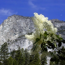 white, Mountains, trees, viewes, lilac, twig