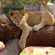 trees, viewes, lion, branches, little doggies