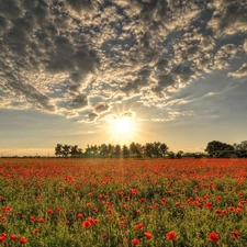 Meadow, west, trees, viewes, papavers, sun