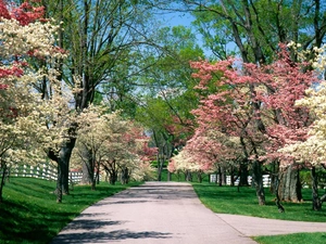 white, Park, trees, viewes, Pink, Spring