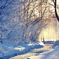 sun, Way, viewes, luminosity, Przebijające, Park, trees, winter, flash, ligh