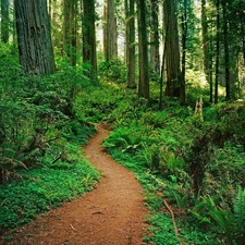 different, Path, trees, viewes, shrubs, forest