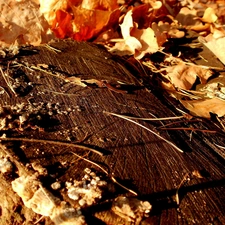 Autumn, nature, trees, viewes, trunk, Leaf