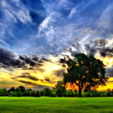 trees, viewes, sun, clouds, west