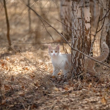 viewes, birch, cat, trees, Red-white