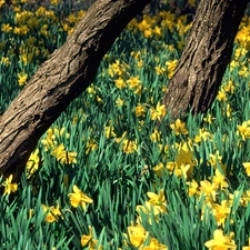 Yellow, Stems, trees, Daffodils
