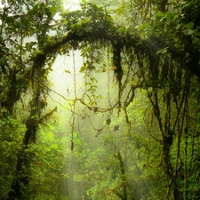 tropical, VEGETATION, viewes, Climbers, trees