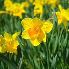 Yellow, Trumpet Daffodils, Leaf, Flowers