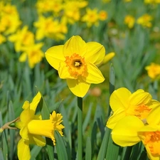 Flowers, Trumpet Daffodils, leaves, Yellow