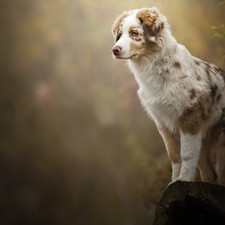 trunk, Bush, Australian Shepherd, cored, Puppy