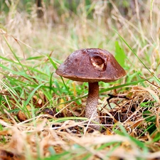 trunk, grass, Kozak, Hat, Mushrooms