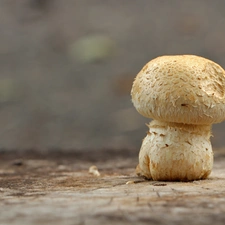 trunk, Mushrooms, Lichen