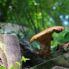 Mushrooms, cut-off, trunk, an