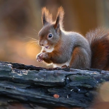 trunk, squirrel, rotten