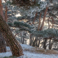 frosty, trees, pine, trunk, winter, viewes