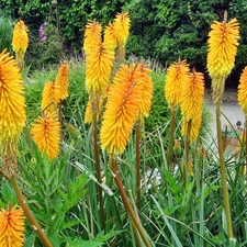 Yellow, Flowers, Trytoma groniasta, exotic