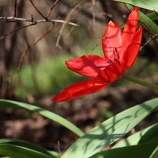 Red, tulip