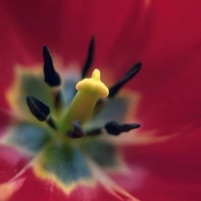tulip, Centre, red