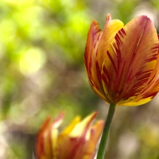 tulip, yellow, Red