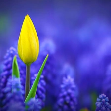 tulip, Muscari, Yellow