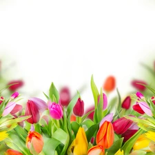 Tulips