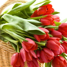 basket, tulips