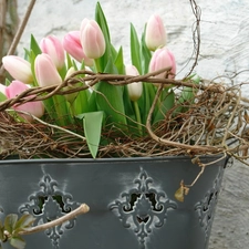 bucket, Tulips