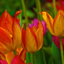 color, Tulips