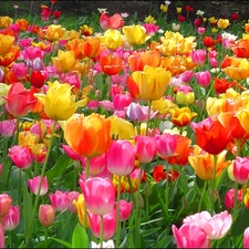 Tulips, Flowers, color