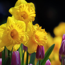 Daffodils, Tulips