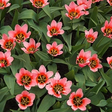Tulips, Pink, developed