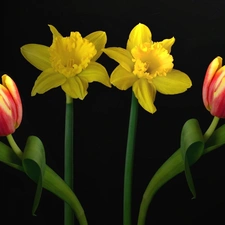 Tulips, Daffodils